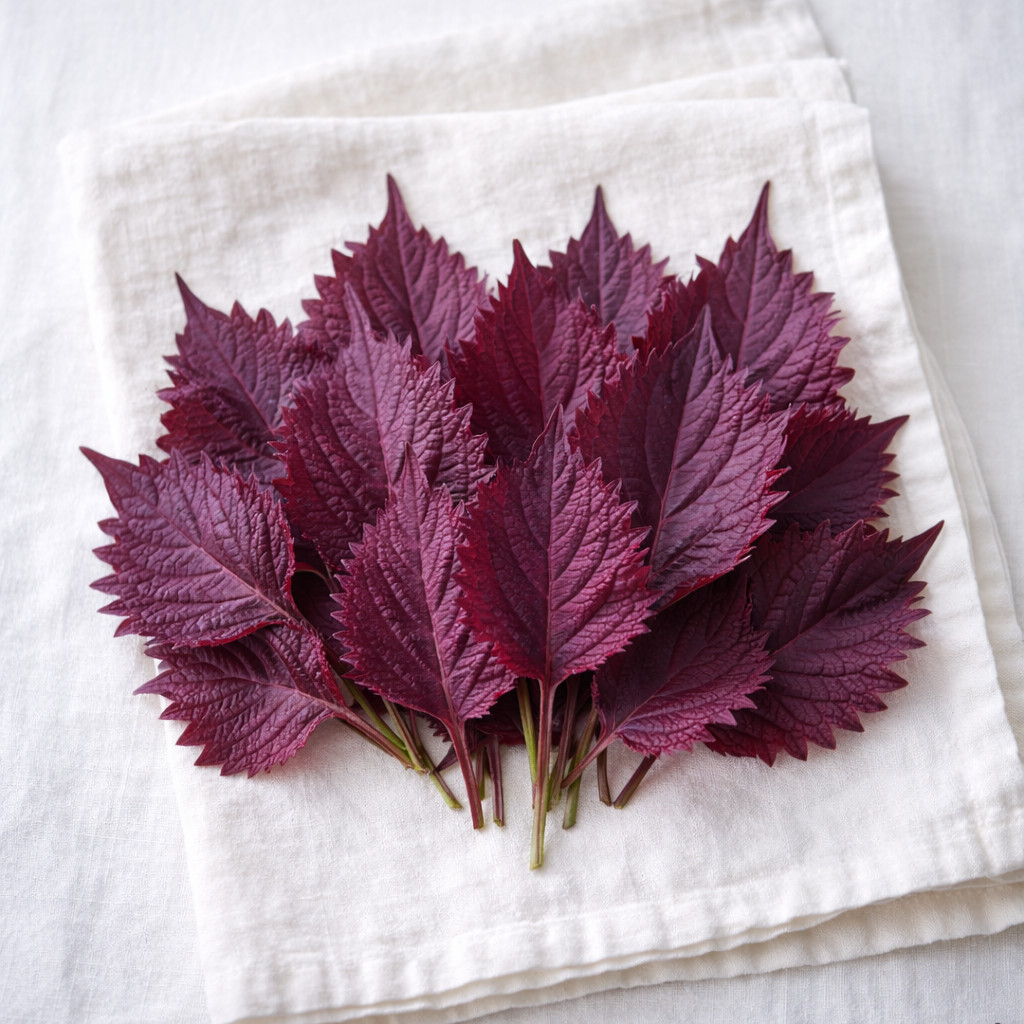 Purple Shiso Herb Seeds (Perilla) Asian Herb for Sushi & Korean Dishes 100 seeds
