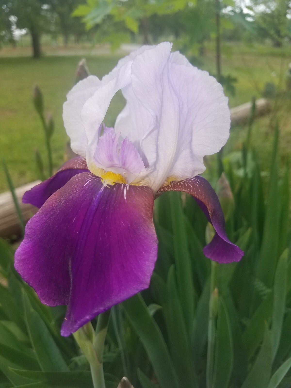 10x MIXED VARIETIES/COLORS IRIS BULBS RHIZOMES (Will BE TALL) Fresh