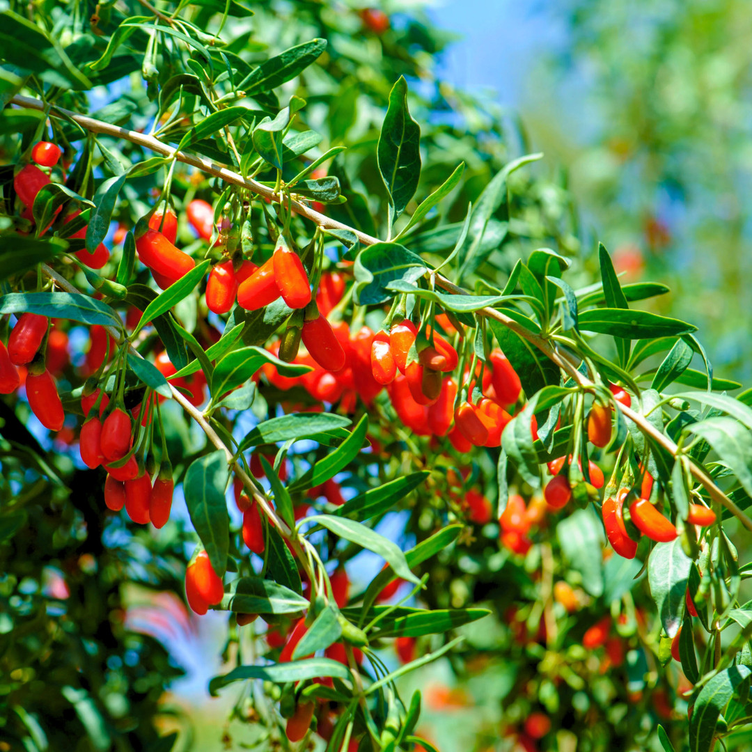 Fresh Tibetan Himalayan Goji Seeds | 5 Berries | Heirloom Non-GMO | Fruit Seeds