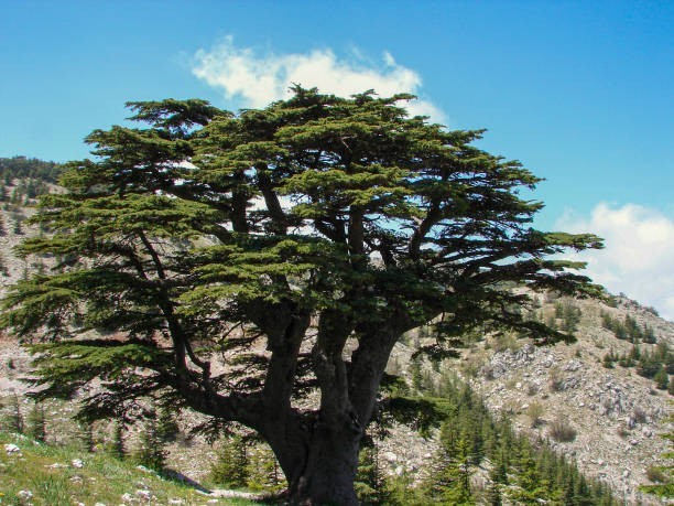 6 Lebanon Cedar Tree Seeds