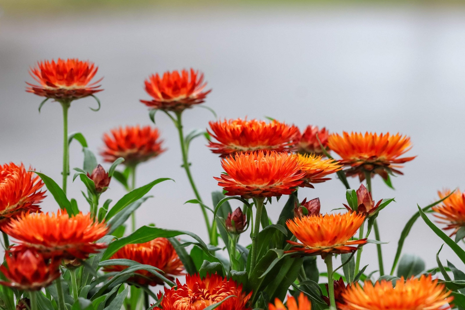 100 ORANGE DOUBLE STRAWFLOWER Helichrysum Monstrosum Flower Seeds