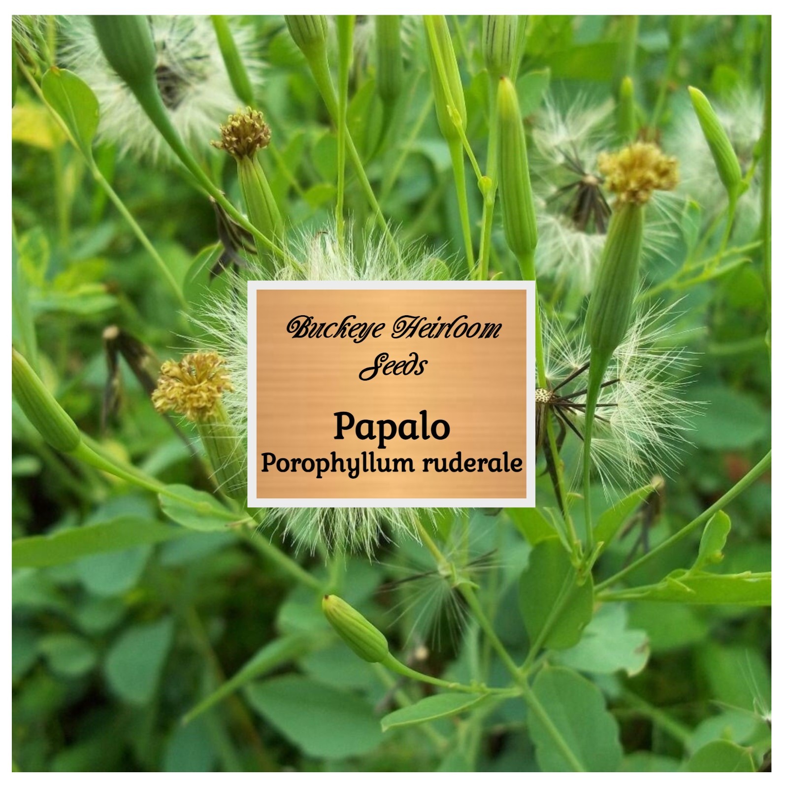 Papalo | 400 Seeds | Leaves used in Salsa | Salads | (Porophyllum ruderale