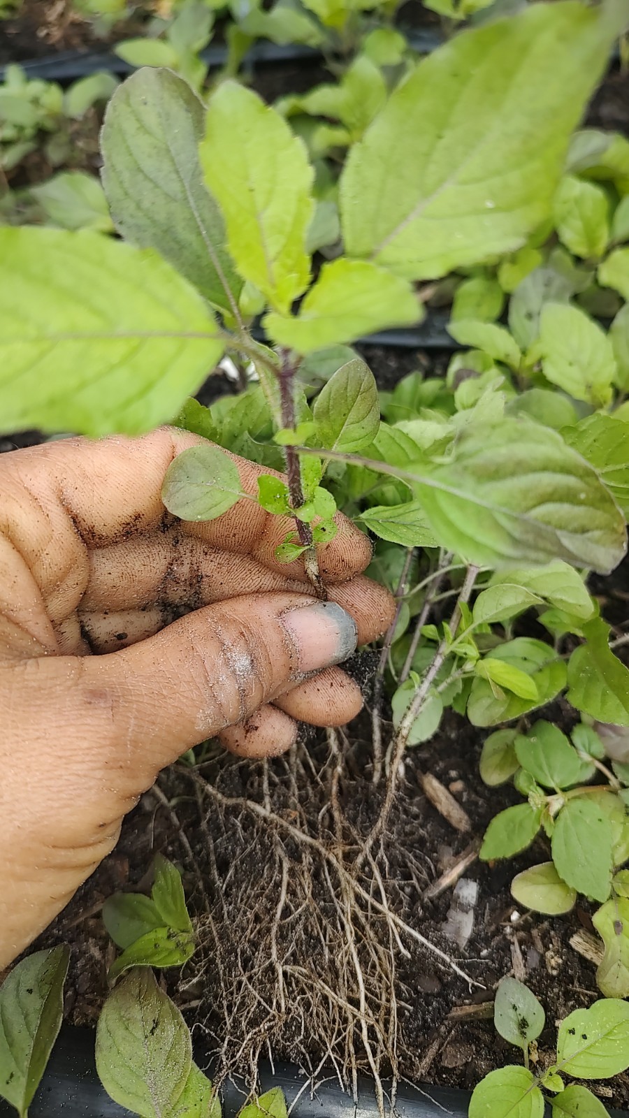 12 Live Holy Basil Plants ( Rama Tulsi , กะเพราขาว) Live Plants