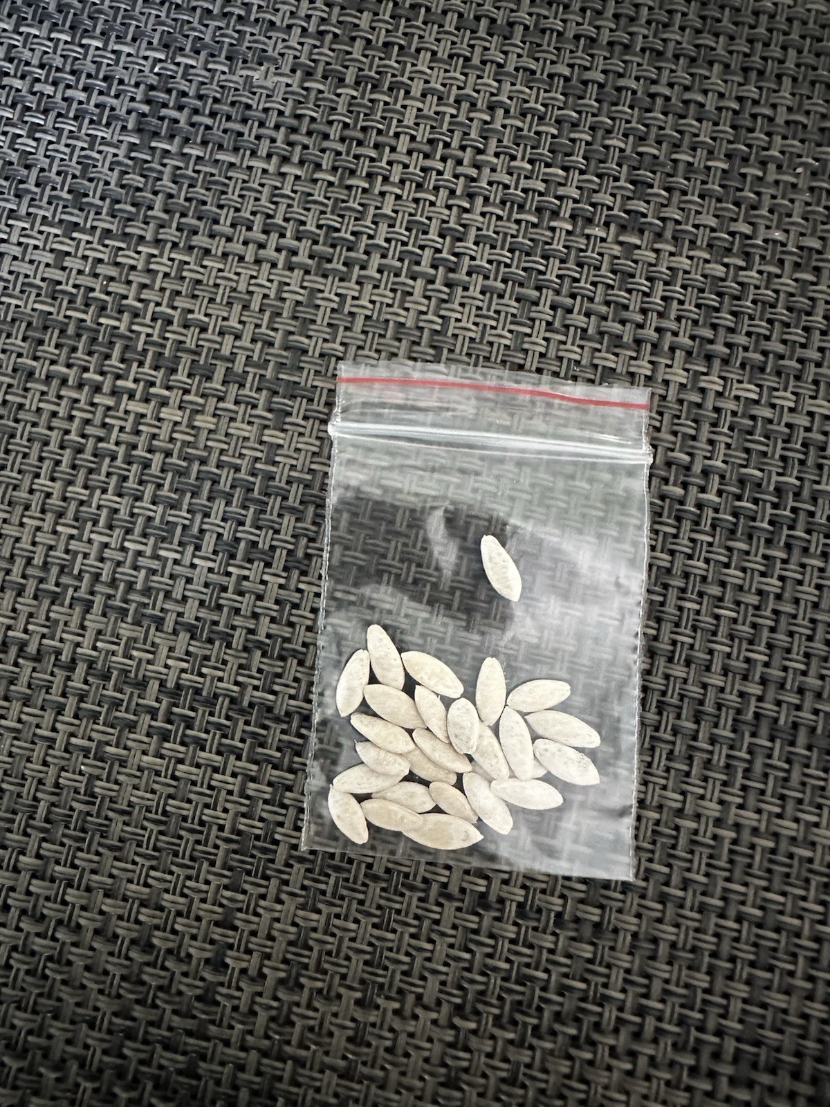 10 Seeds Cucumber Amour F1 ORIGINAL Bejo Zaden Netherlands семена огурец Amur