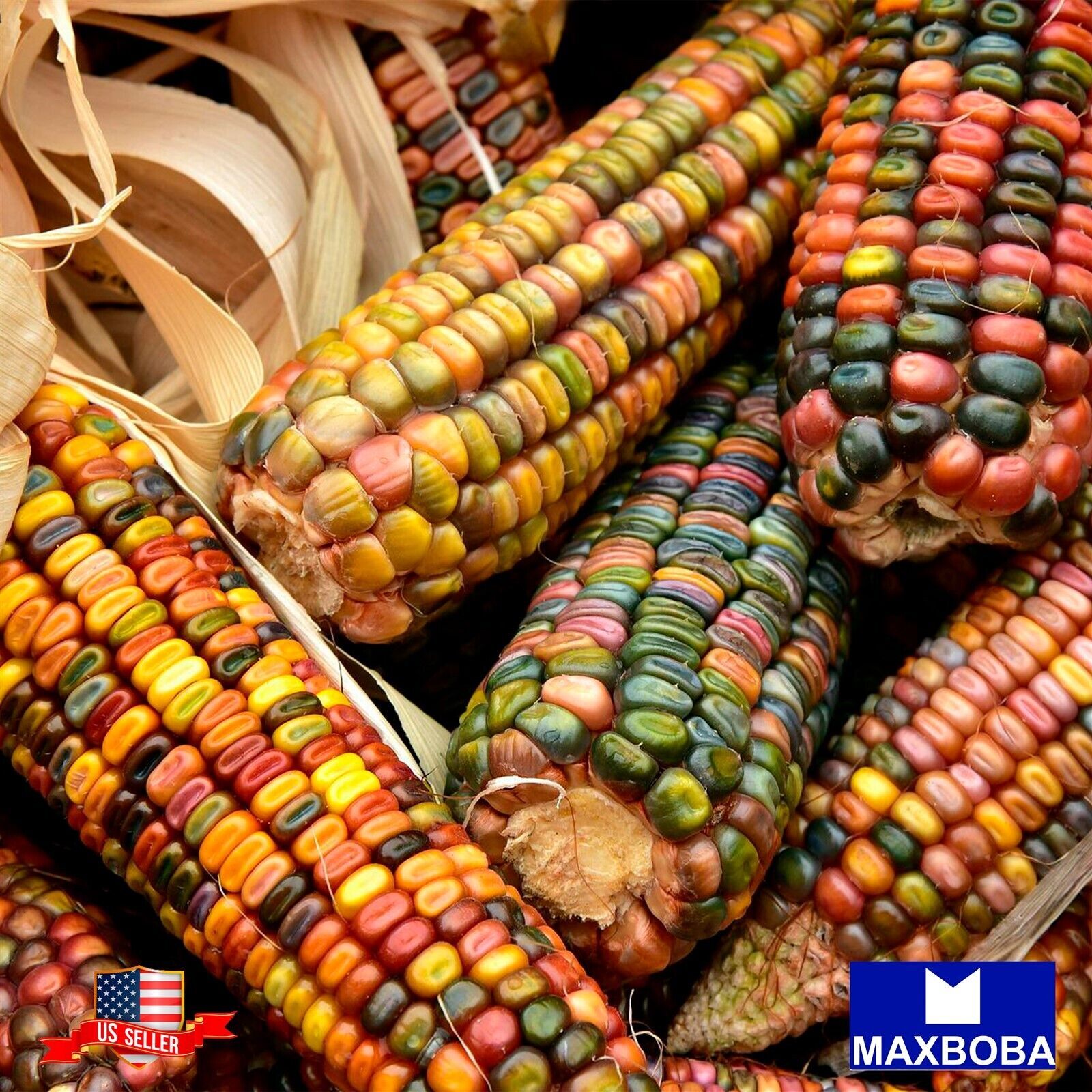 Fresh!!Ornamental Indian Fresh Seeds Corn – Non-GMO Heirloom Vegetable