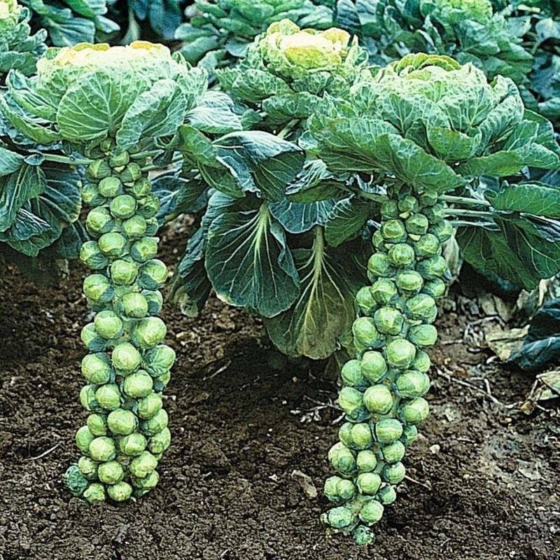 800+ BRUSSEL SPROUT SEEDs — CATSKILL ——————– Heirloom — Organic