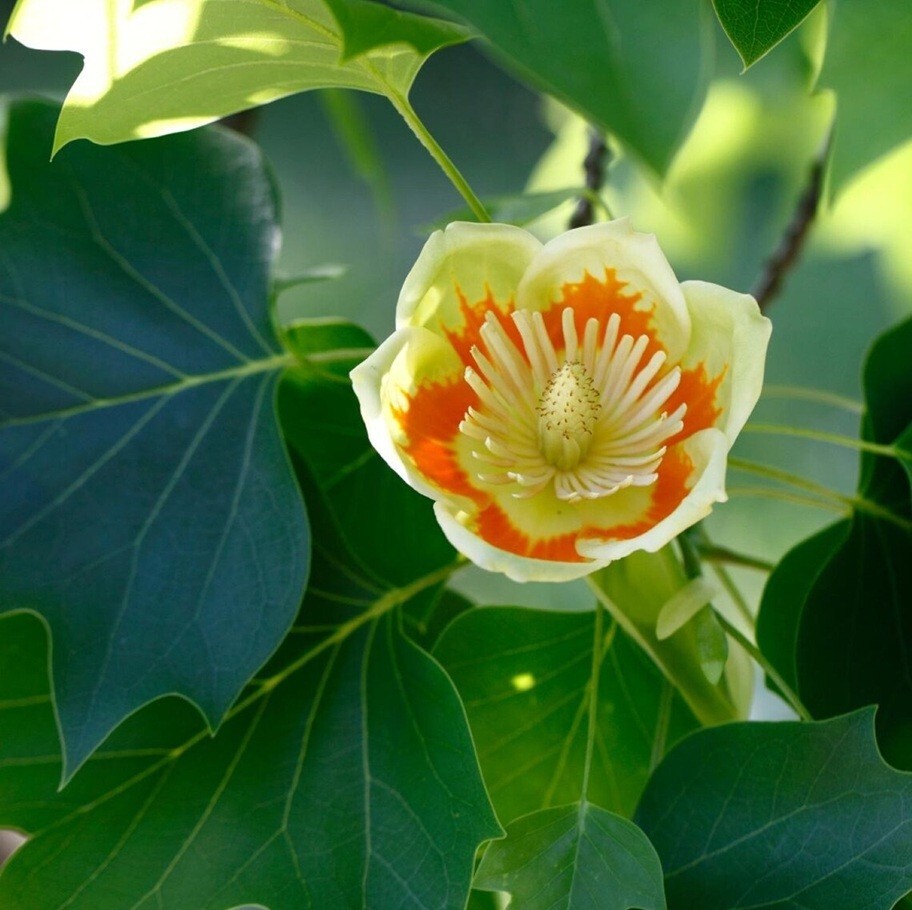 Live 1+ yo Tulip Tree Well Rooted Plant in pot, Liriodendron Tulipifera