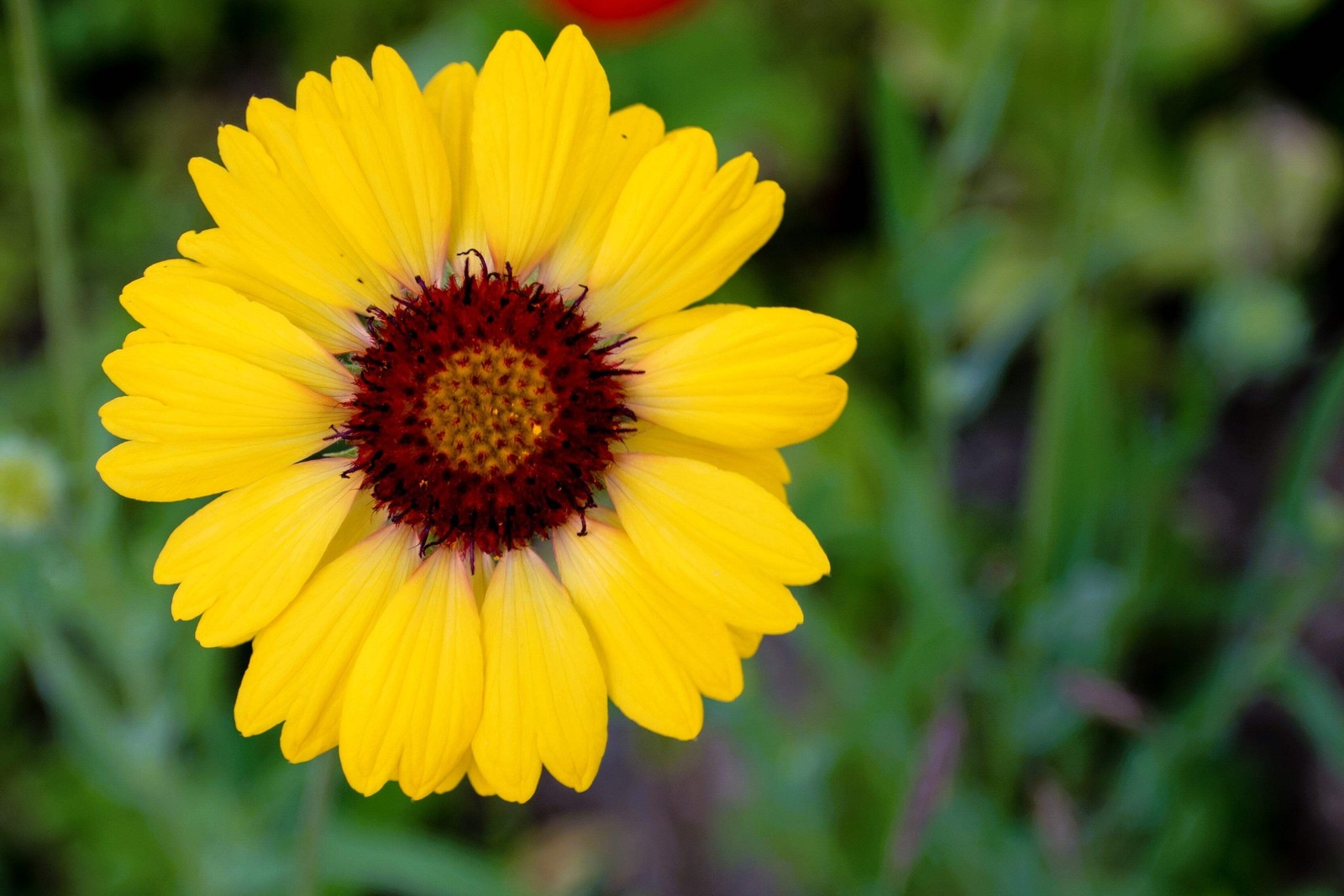 100 YELLOW GAILLARDIA Aristata (Blanket Flower / Indian Blanket) Flower Seeds