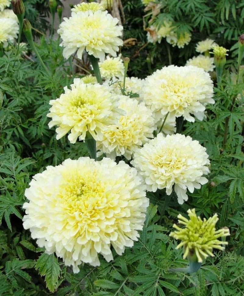 Luminous Moonlight Marigold Seeds – Attract Pollinators & Brighten Your Garden