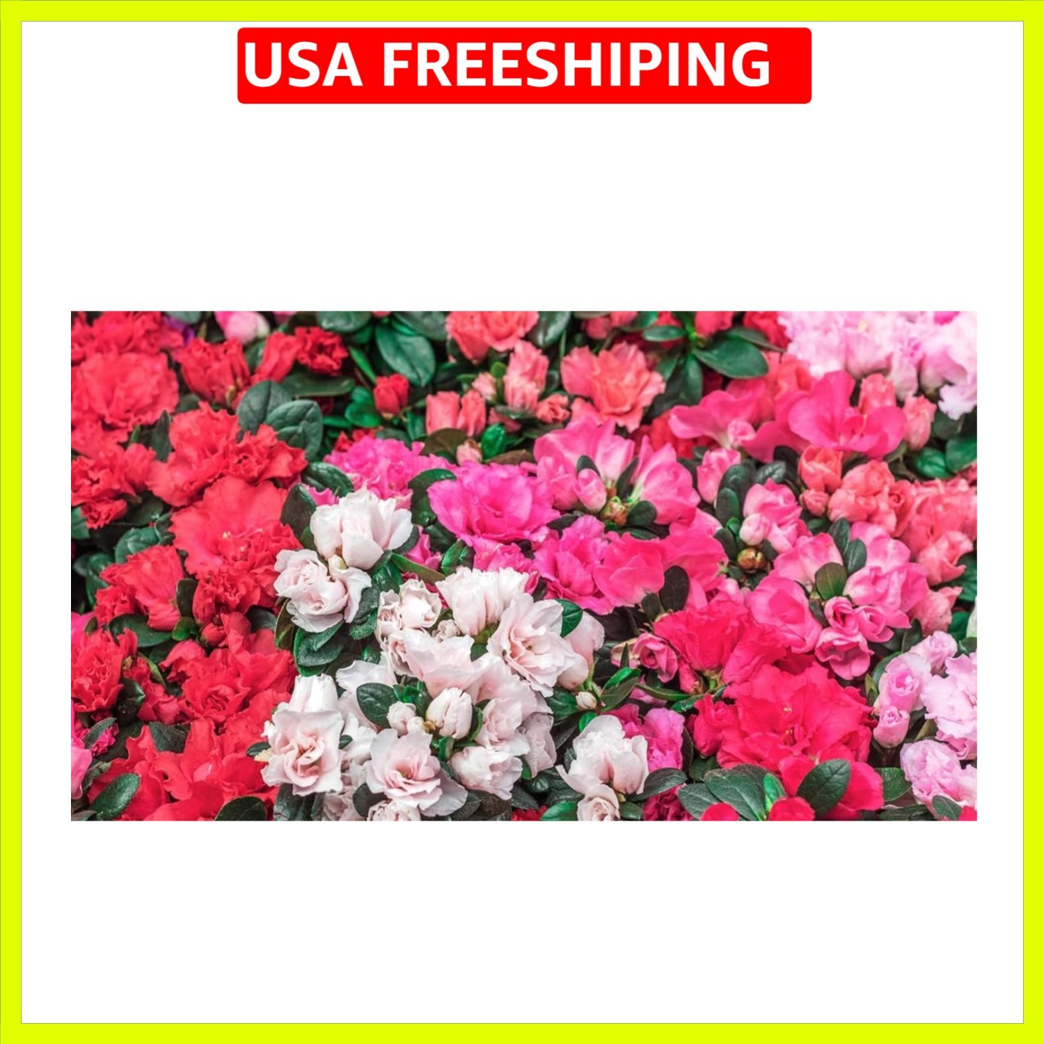 100+ Rhododendron Carolina Azalea Seeds Mix Flowers Shrub Bush Tree Flowers G…