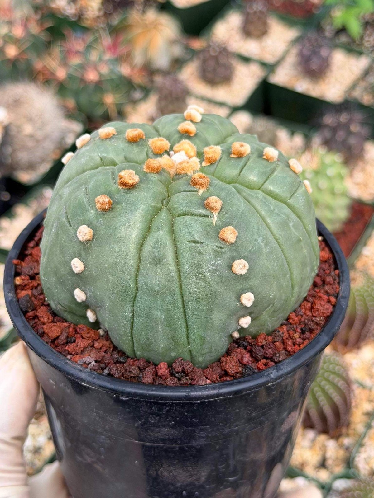 Astrophytum Asterias Fukuryu – Rare 14‑Rib Mutation Cactus