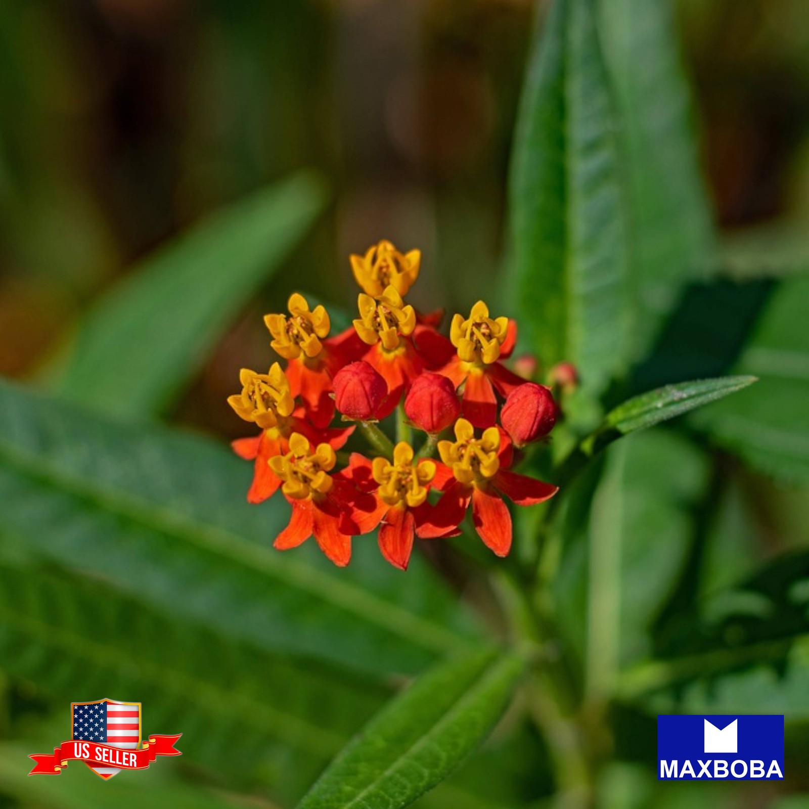 50+ Butterfly Milkweed Asclepias Seeds – Non-GMO BTGO 75% OFF