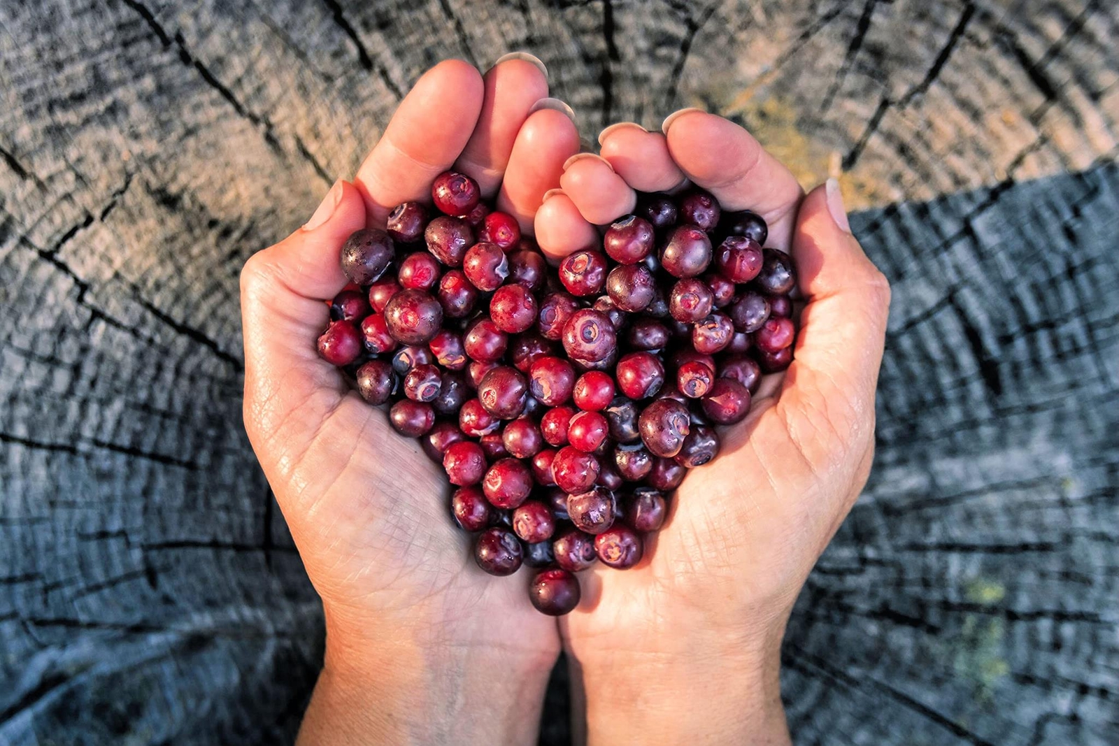 Huckleberry Seeds for Planting (30 Seeds) – Non-GMO Fruit Seeds