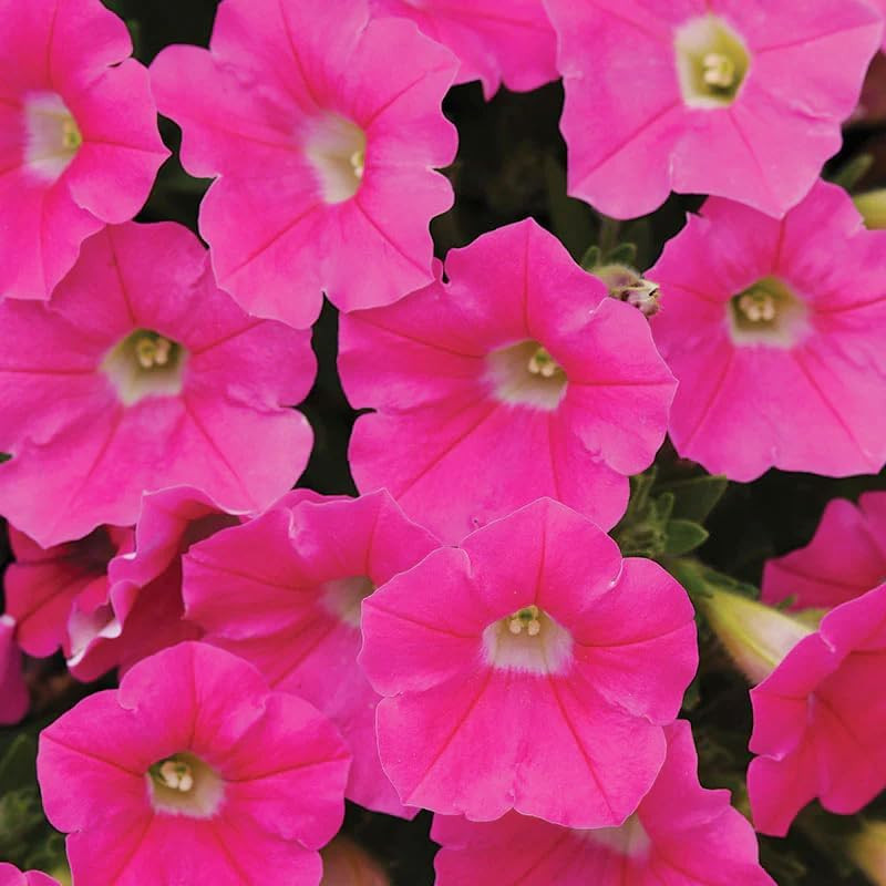 350+Annual Petunia Flower Seeds for Planting Outdoor-Perennial Petunia Plant Gar