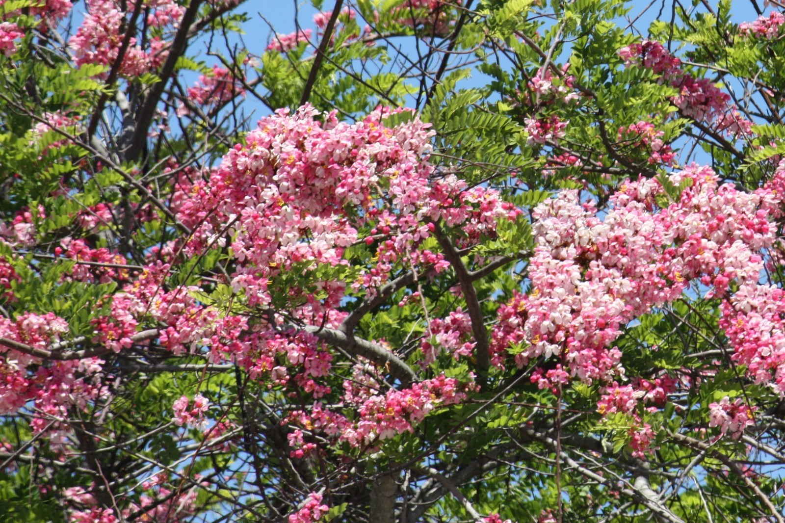 Cassia javanica PINK CASSIA pink flowers SEEDS!