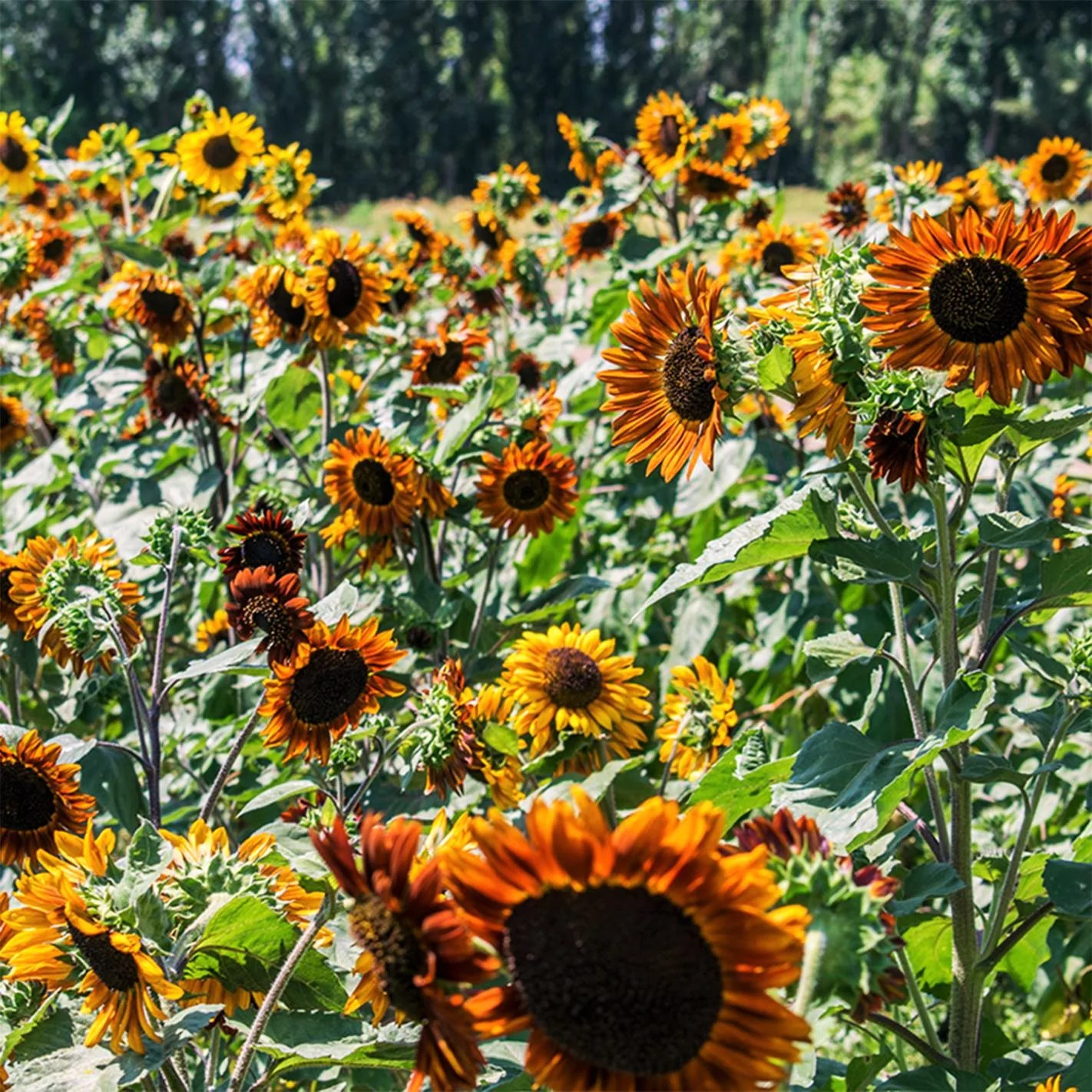 Earthwalker Sunflower Seeds | Helianthus Tall Sunset Shades Sun Flower Seed 2024