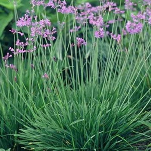 50 Seeds Society Garlic Seeds – Tulbaghia Violacea Silver Lace Flower Seed