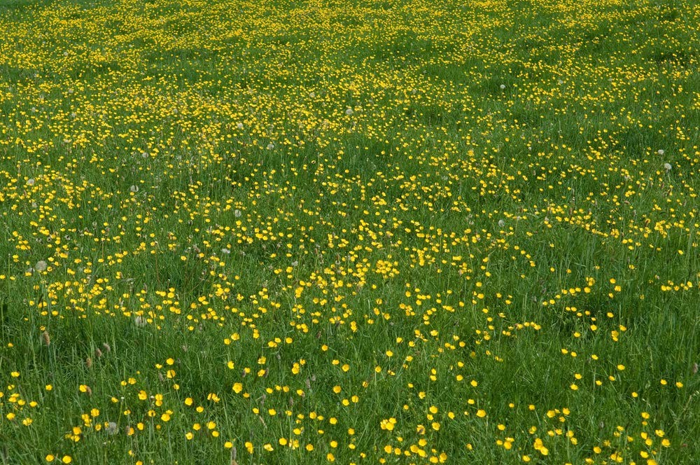Western Buttercup Long Blooming Field Flower Seeds, 1000+ Seeds Per Packet,