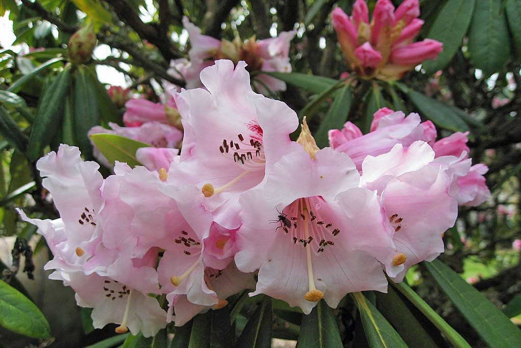 Rhododendrum calyophytum | Beautiful Face Rhododendron | 100 Seeds