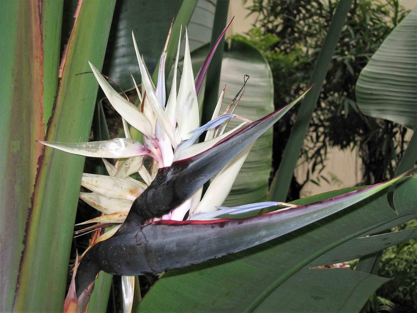 5 GIANT BIRD OF PARADISE Strelitzia Nicolai Wild Banana White Crane Flower Seeds