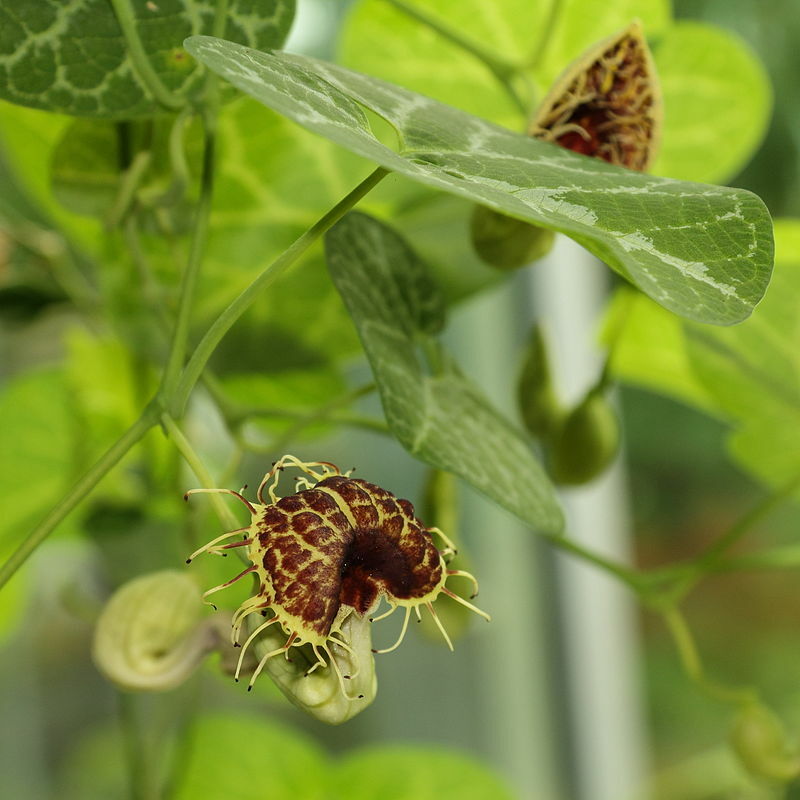 Aristolochia fimbriata WHITE VEINED DUTCHMANS PIPE VINE Exotic SEEDS!