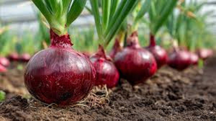 Premium Red Burgundy Onion Ready in 95 Days! Great on Burgers!!