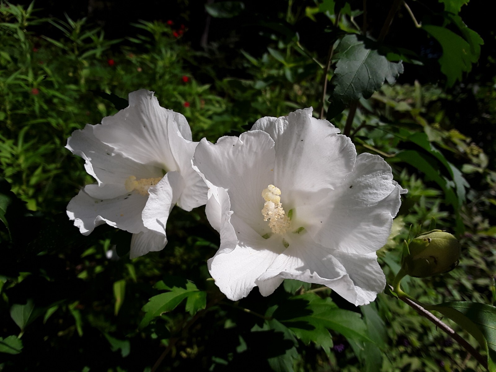 50+White Rose of Sharon Seeds(Hibiscus syriacus/Aphrodite Althea/hardy hibiscus)