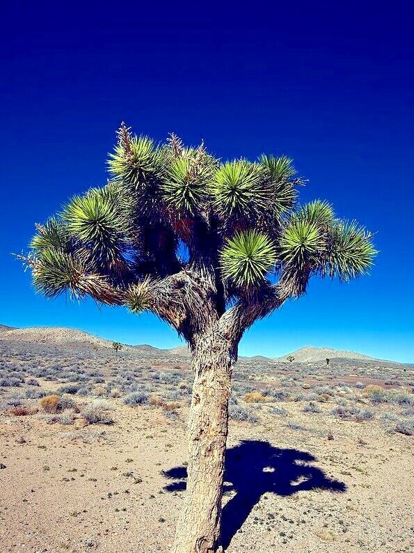 JOSHUA TREE SEEDS “Largest Yucca Plant” Cactus Cacti Succulent Palm Flower RARE!