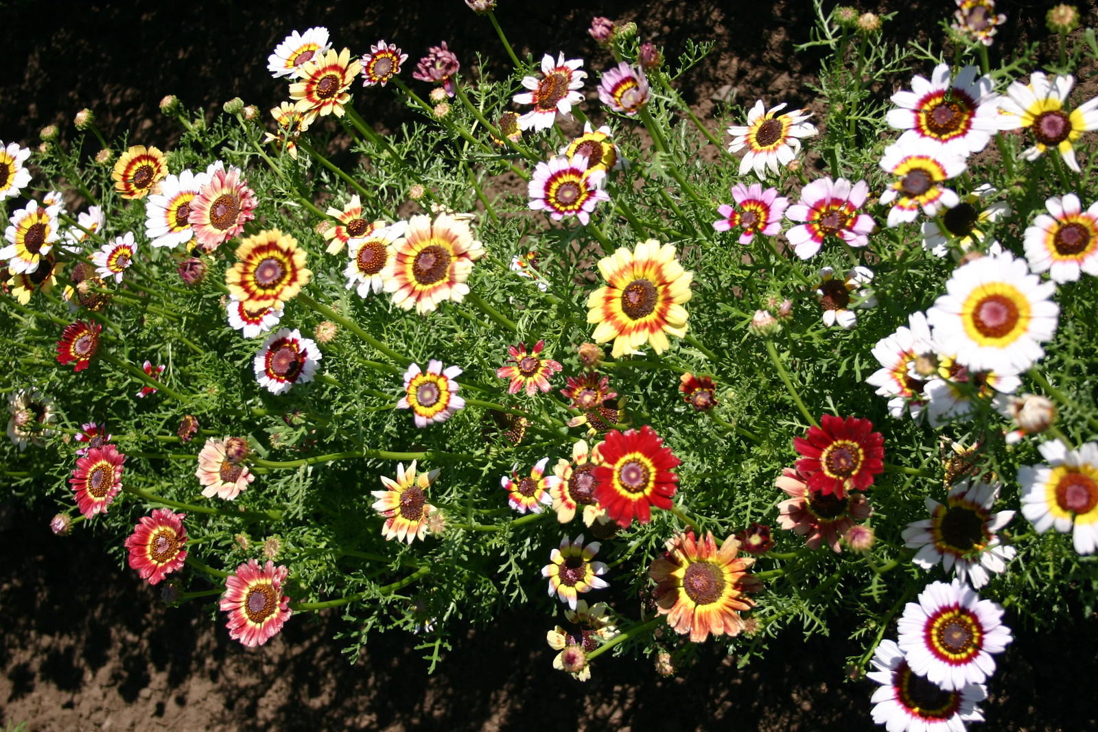 Painted Mix Daisy Seeds | Tricolor Daisies Rainbow Wildflower Flower Seed 2025