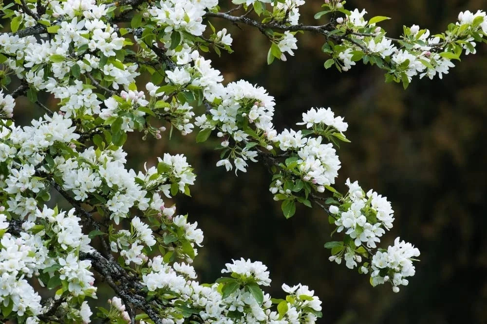 100+ European French Crab Apple Seeds (Malus sylvestris) Bonsai/Graft/Landscape