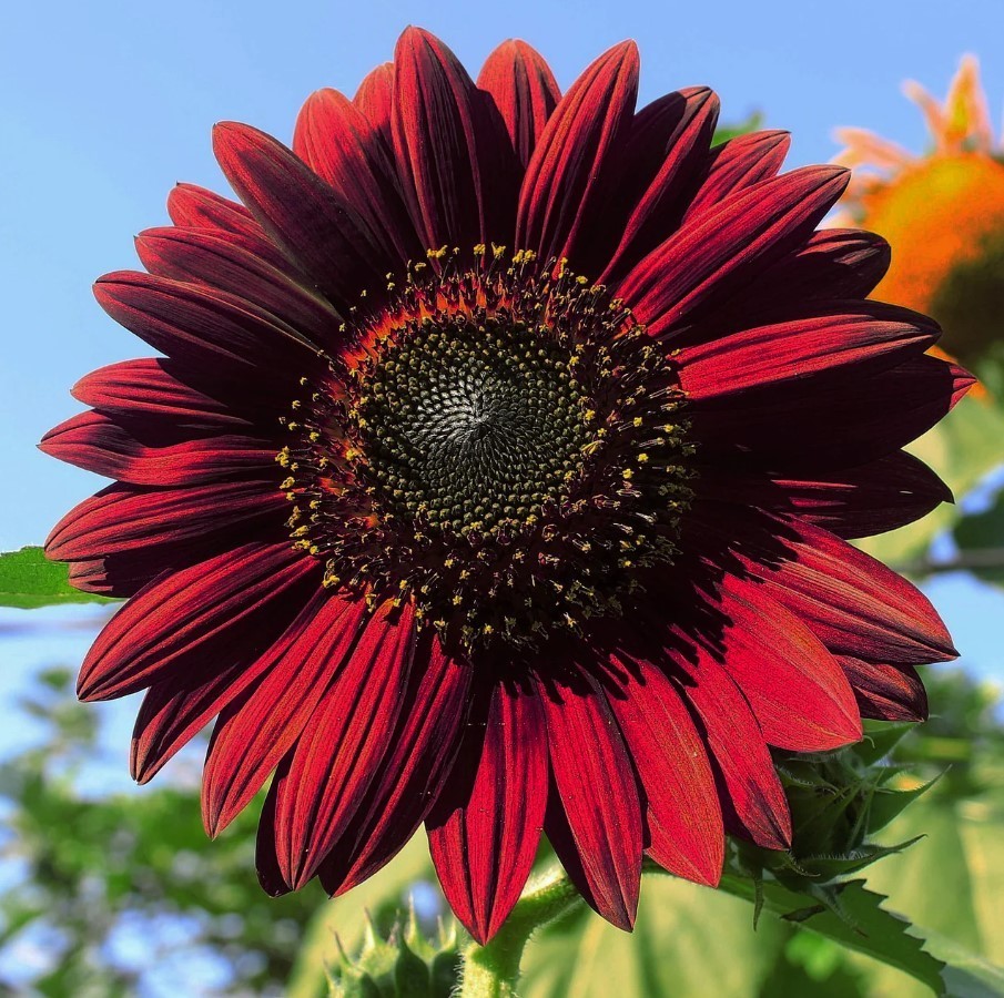 25 Black Velvet Queen Sunflower Seeds – Sunflower Seeds for Planting