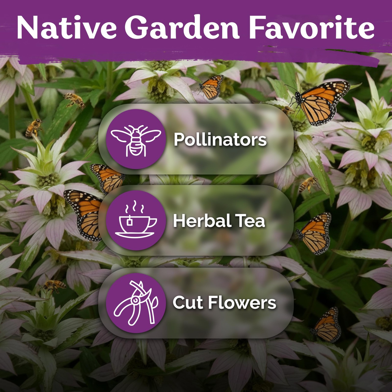 KVITER 350 Spotted Bee Balm Seeds (Monarda Punctata)