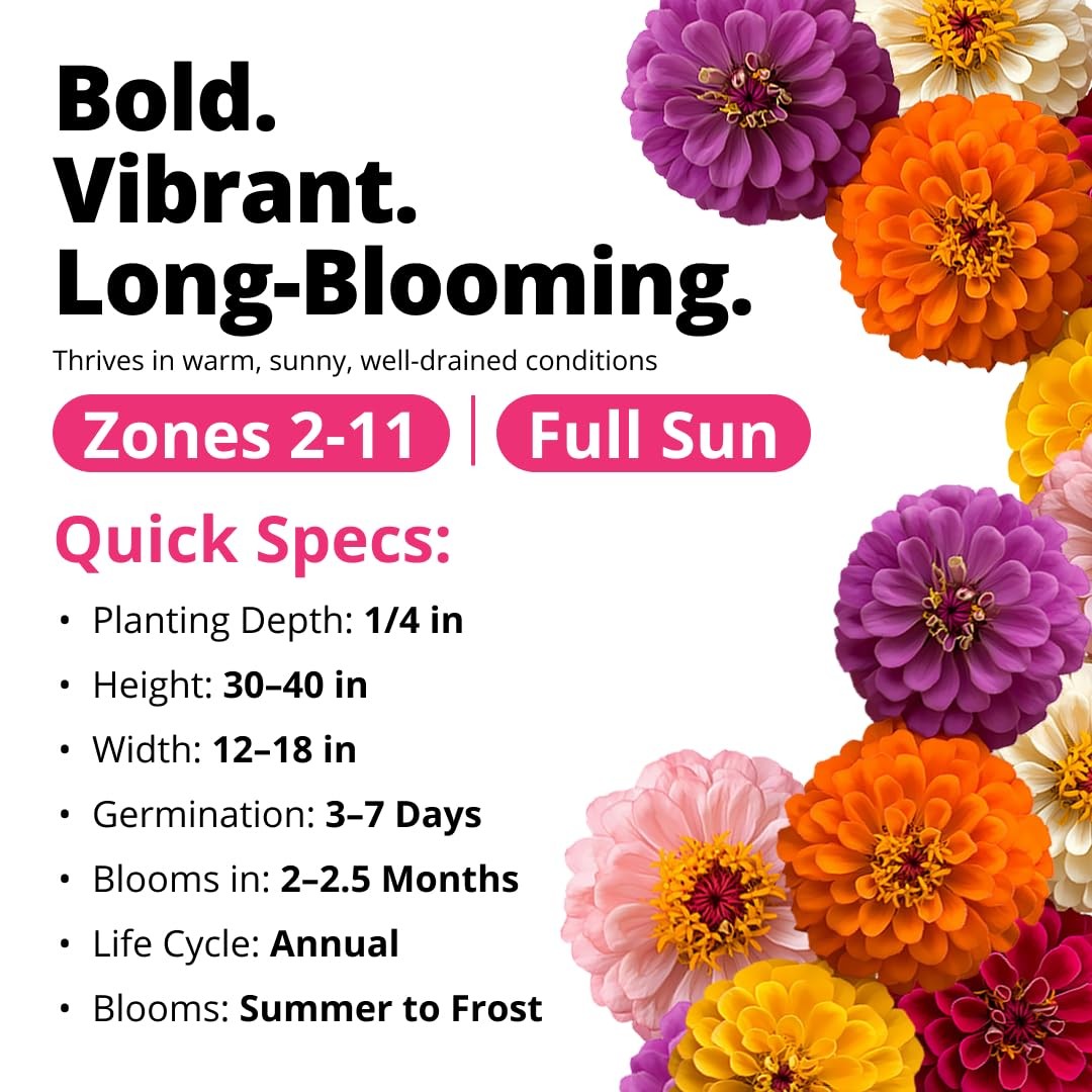 HOME GROWN Zinnia Dahlia Seeds Pack for 2026 Non GMO 524 Flower Seeds Vibrant