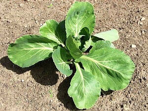 Golden Acre Cabbage Seeds | Green Canonball Slaw Vegetable Fall Garden Seed 2024
