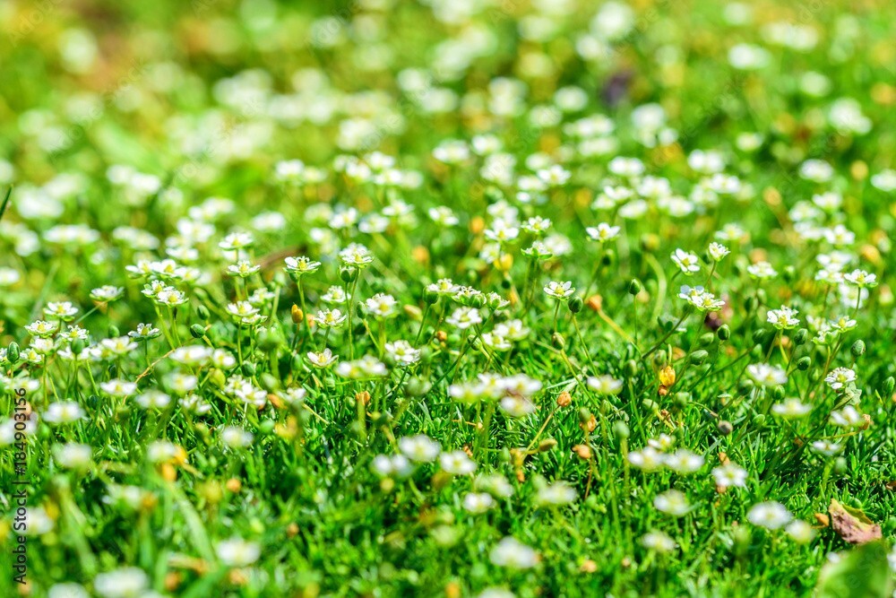 Irish Moss 300 Pelleted Seeds Sagina Subulata