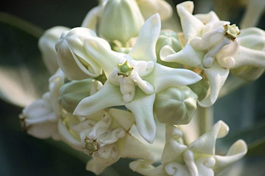 Calotropis gigantea-10 Seeds White Crown Flower Important to Monarch Butterflies