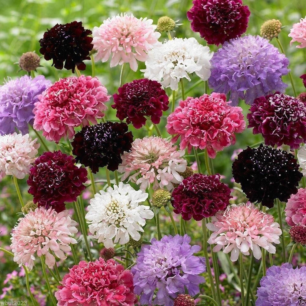 Pincushion Flower Scabiosa Mix of colors 100 fresh for this year.