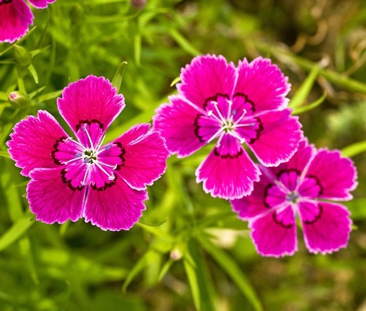 Dianthus Deltoides Maiden Pinks “True Wild Form 20+ Flower Seeds