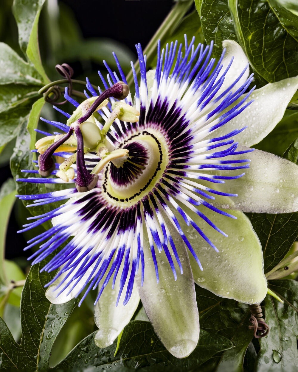 EASY TO GROW** Blue Passion Flower Seeds 10pcs
