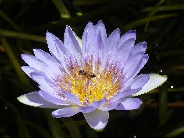 Nymphaea caerulea | Sacred Water Lily | 10 Seeds