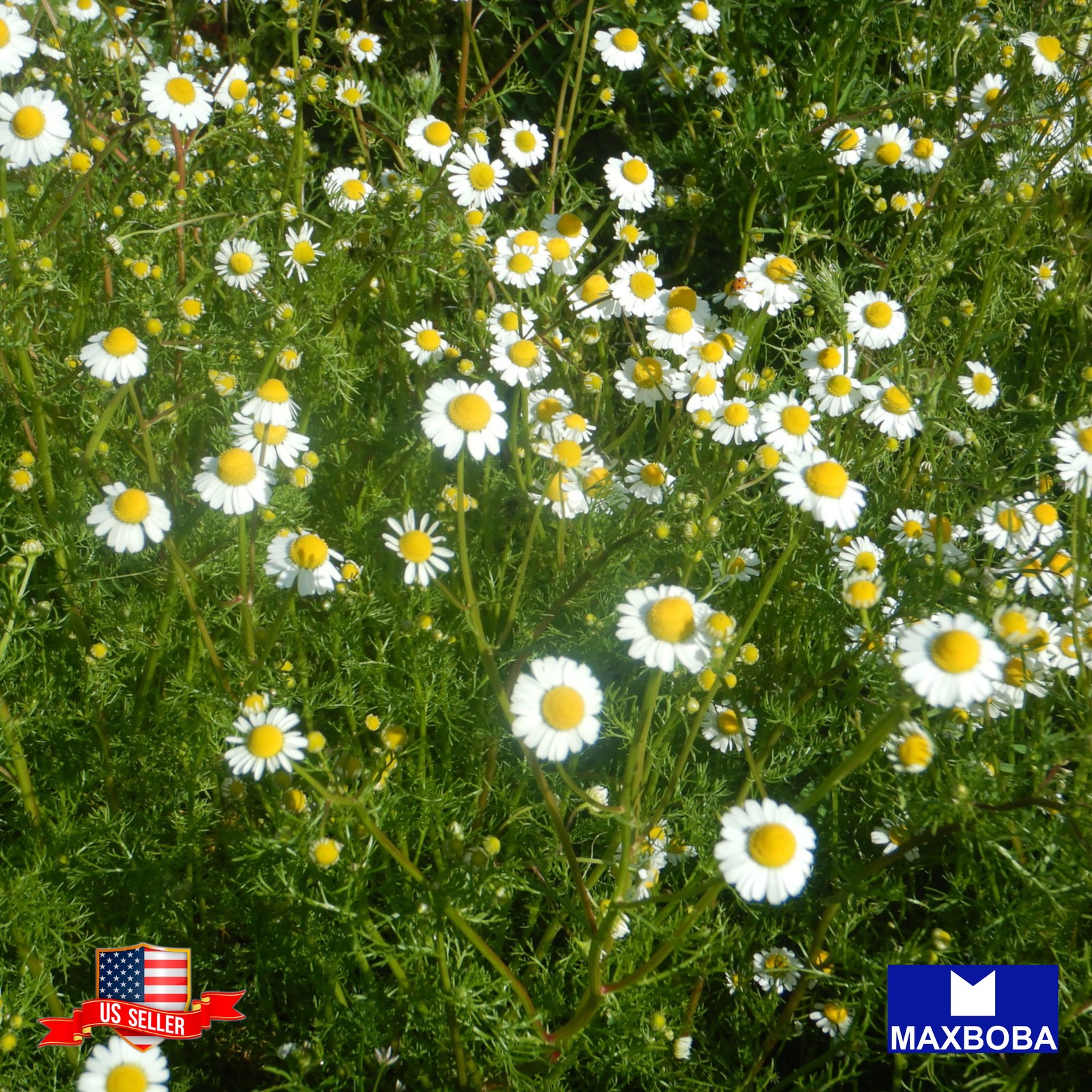 2000 Chamomile Seeds German Organic Non-GMO Heirloom BOGO 50% OFF