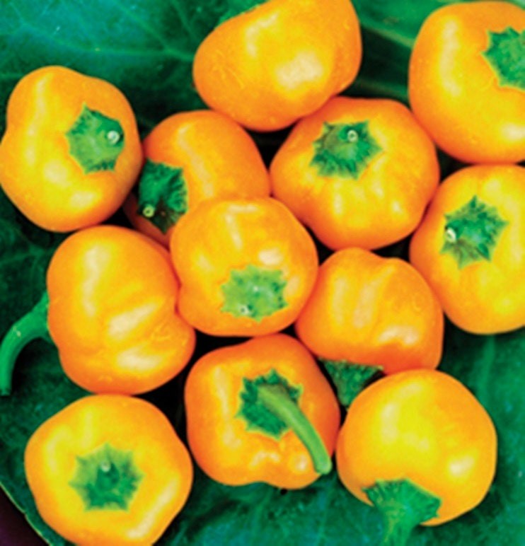 Yellow Mini Bell, Sweet Bell Pepper