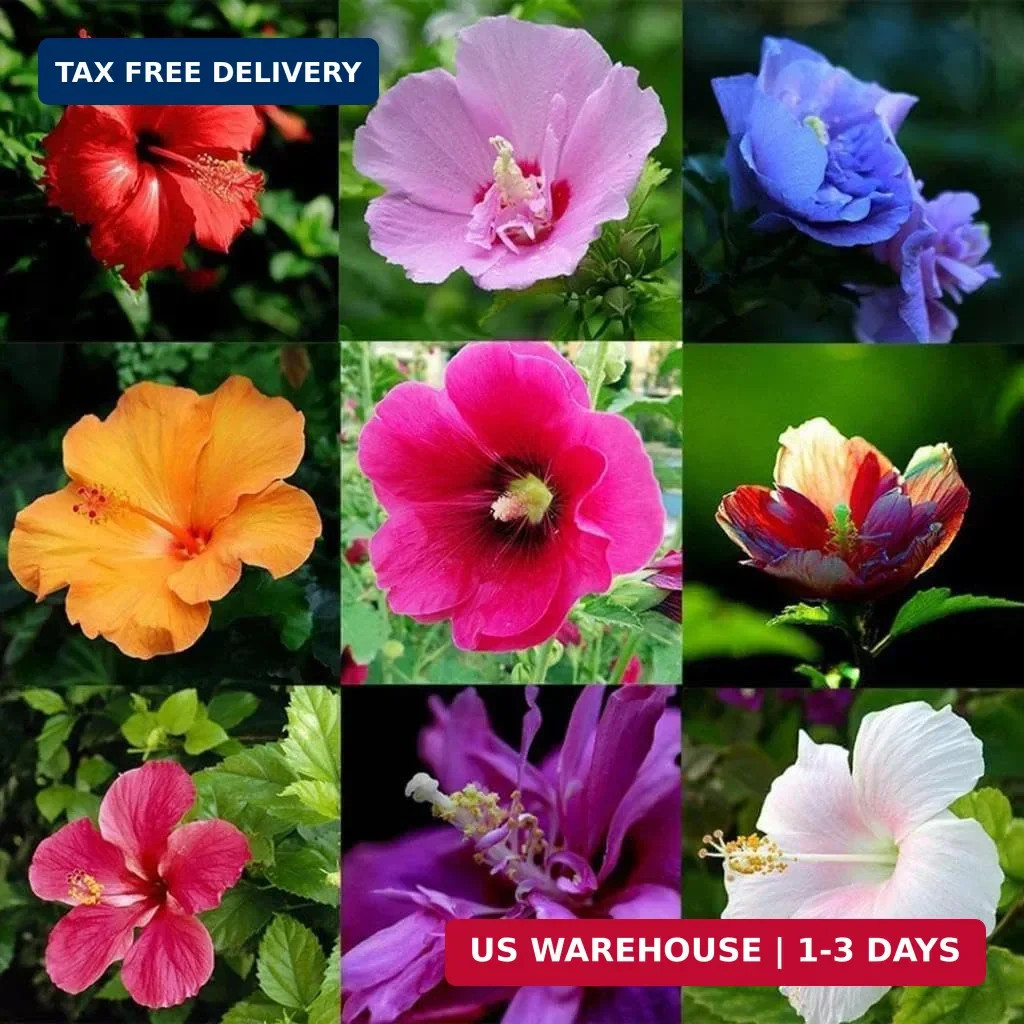 120+ PCS Mixed Giant Hibiscus Seeds for Planting Flowers Perennial Flower Outdoo