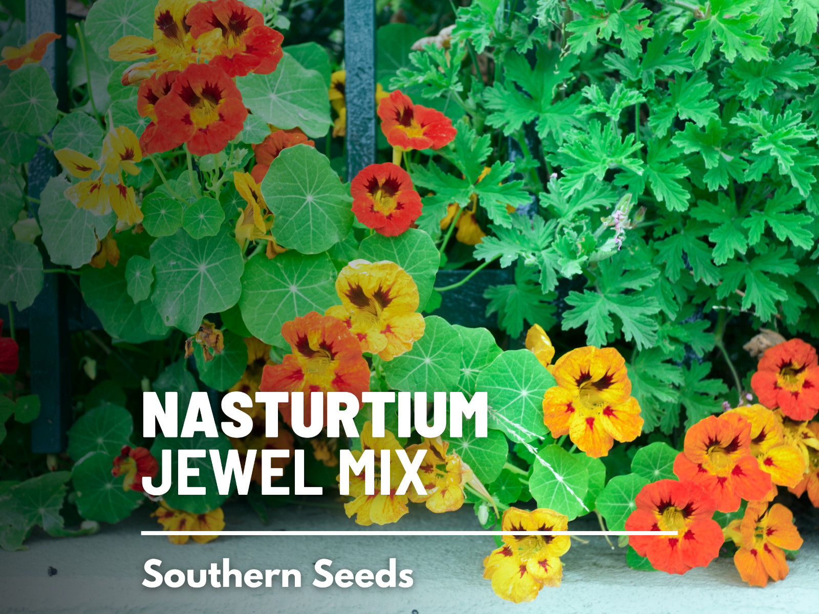 Nasturtium, jewel Mix – Heirloom Seeds (Tropaeolum nanum)