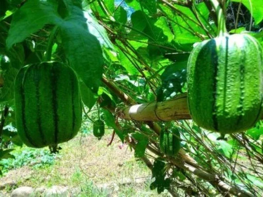 15 Taiwan APPLE LUFFA Hybrid Seeds 蘋果絲瓜 Very Sweet Can Be Eaten Raw. 2025 Seeds.