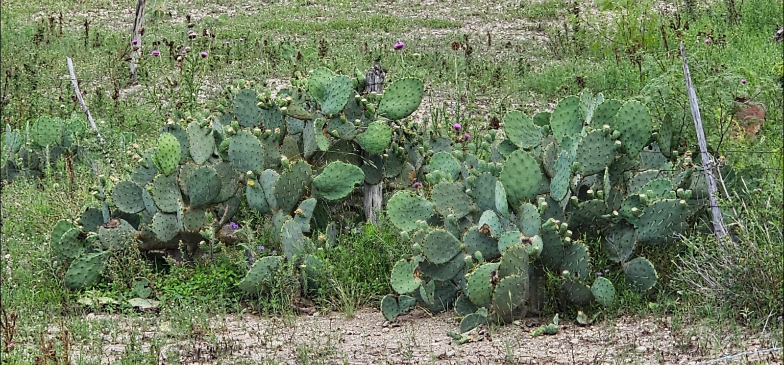 Opuntia cacanapa – Texas Blue Prickly Pear Cactus 25 Seeds Tuna Red 2025 Seeds