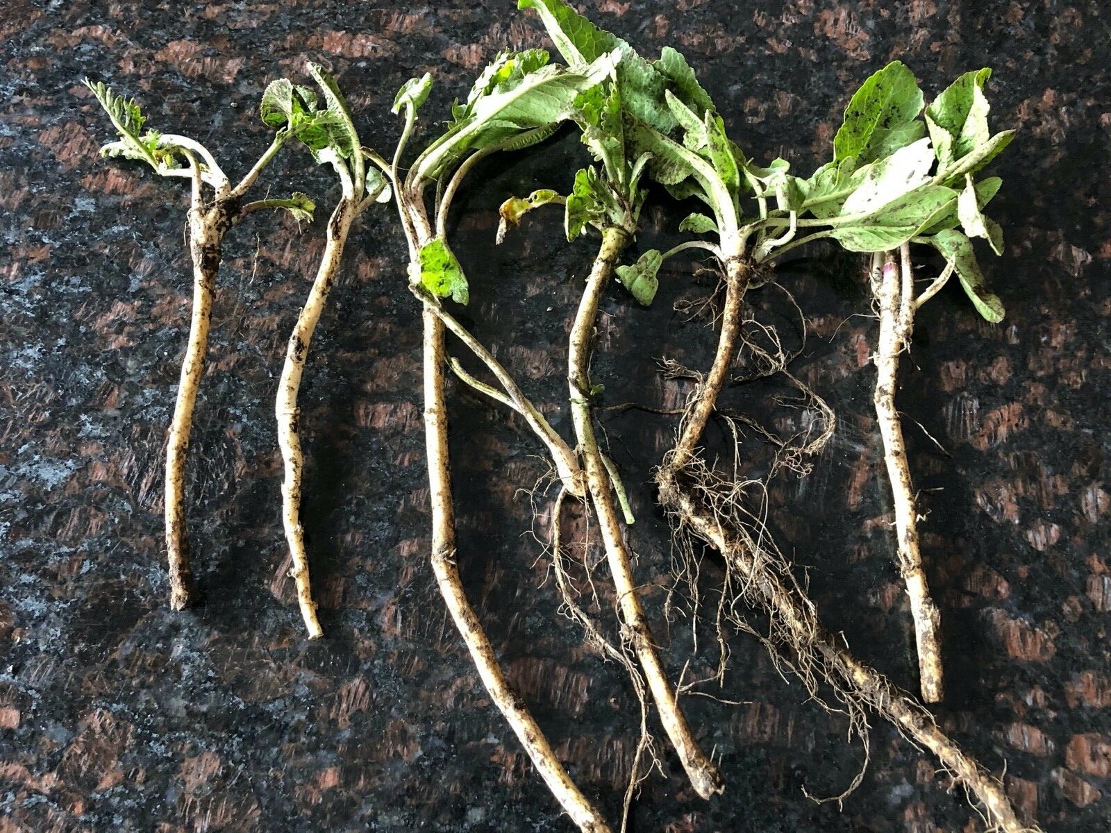 HORSERADISH CROWNS (Common), ORGANIC: 50 ea. for planting. PLANT ANYTIME.