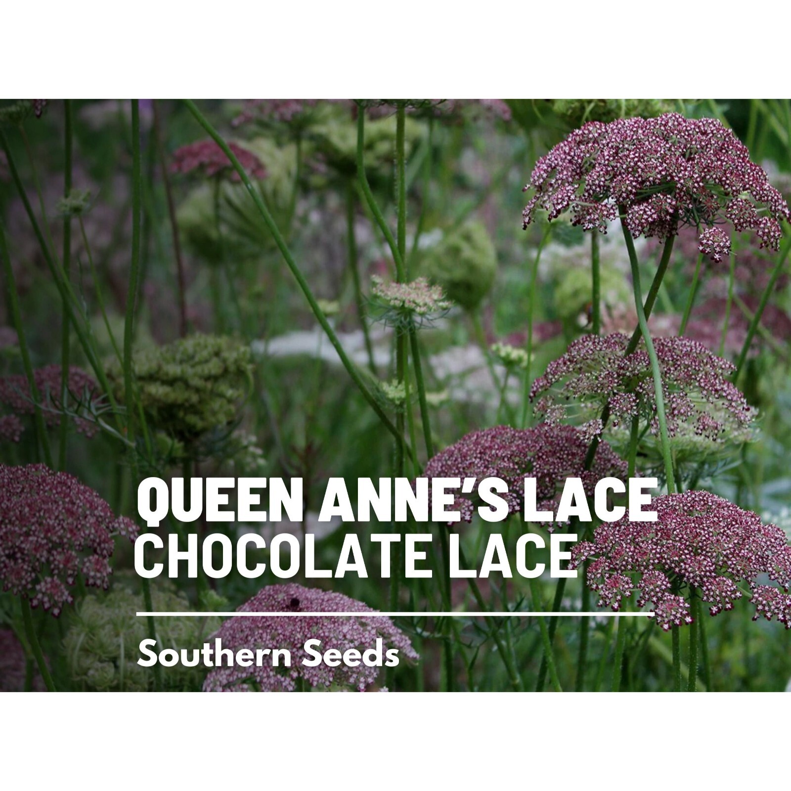 Queen Anne’s Lace, Chocolate Lace – 100 Seeds – Heirloom Flower – Burgundy, Coco