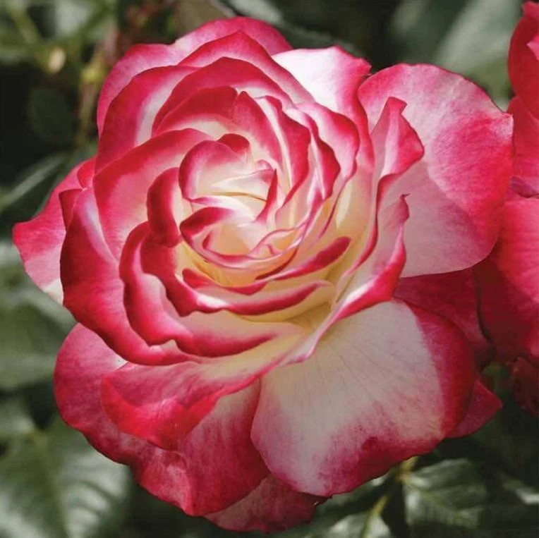 Cherry Parfait Rose Seeds- 50 or 100 Seeds.USA Seller- Free Shipping