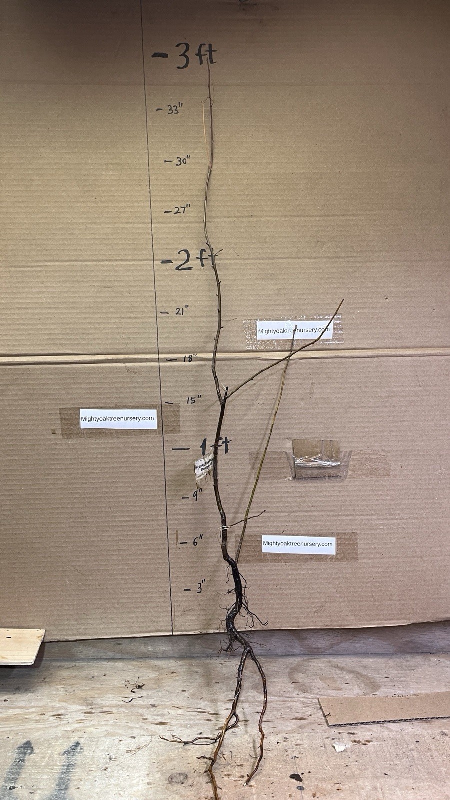 2-3 Year Old Crabapple Roseglow Sargent (Malus sargentii) Bare Root